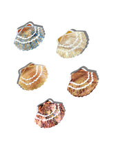 Load image into Gallery viewer, Hand-painted Seashell Claw Hair Clip | Eco-Friendly Solar Eclipse 
